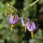 Bittersüßer Nachtschatten (Solanum dulcamara)