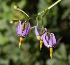 Bittersüßer Nachtschatten (Solanum dulcamara)