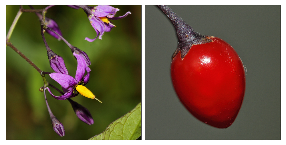 Bittersüßer Nachtschatten (Solanum dulcamara)