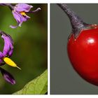 Bittersüßer Nachtschatten (Solanum dulcamara)