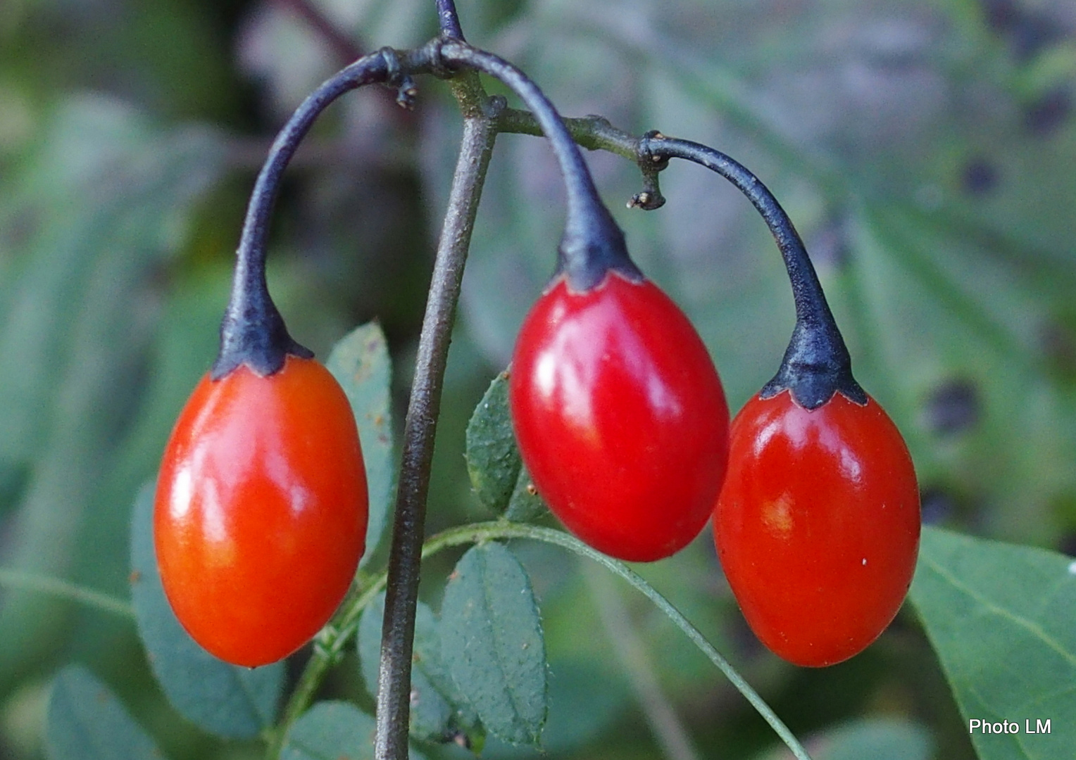 Bittersüsser Nachtschatten 'Solanum dulcamara'