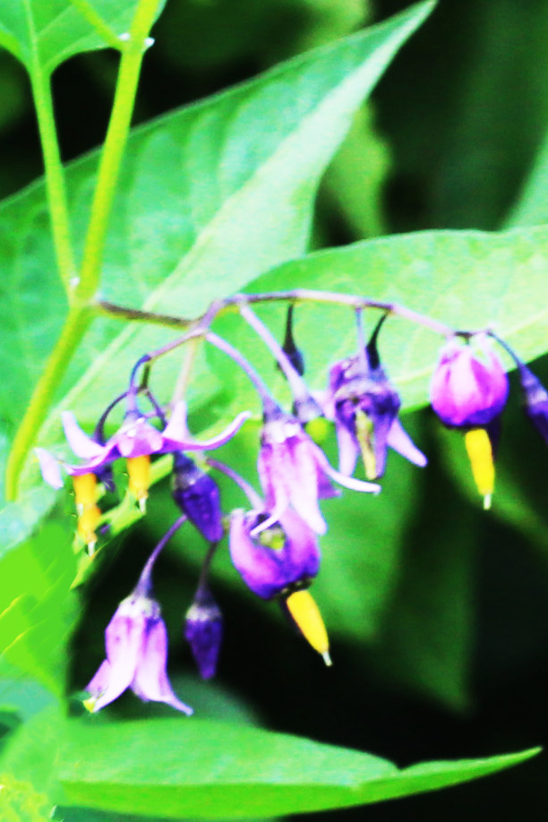 Bittersüßer Nachtschatten (Solanum dulcamara)