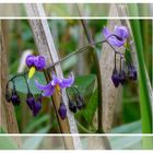 Bittersüßer Nachtschatten (Solanum dulcanara)