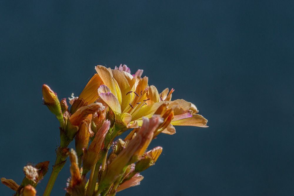 Bitterwurz (Lewisia)