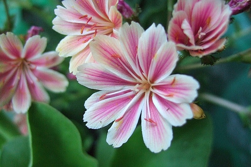 Bitterwurz (Lewisia )