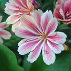 Bitterwurz (Lewisia )