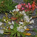 Bitterwurz-Lewisia Cotyledon blüht dern ganzen Sommer....