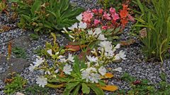 Bitterwurz-Lewisia Cotyledon blüht dern ganzen Sommer....