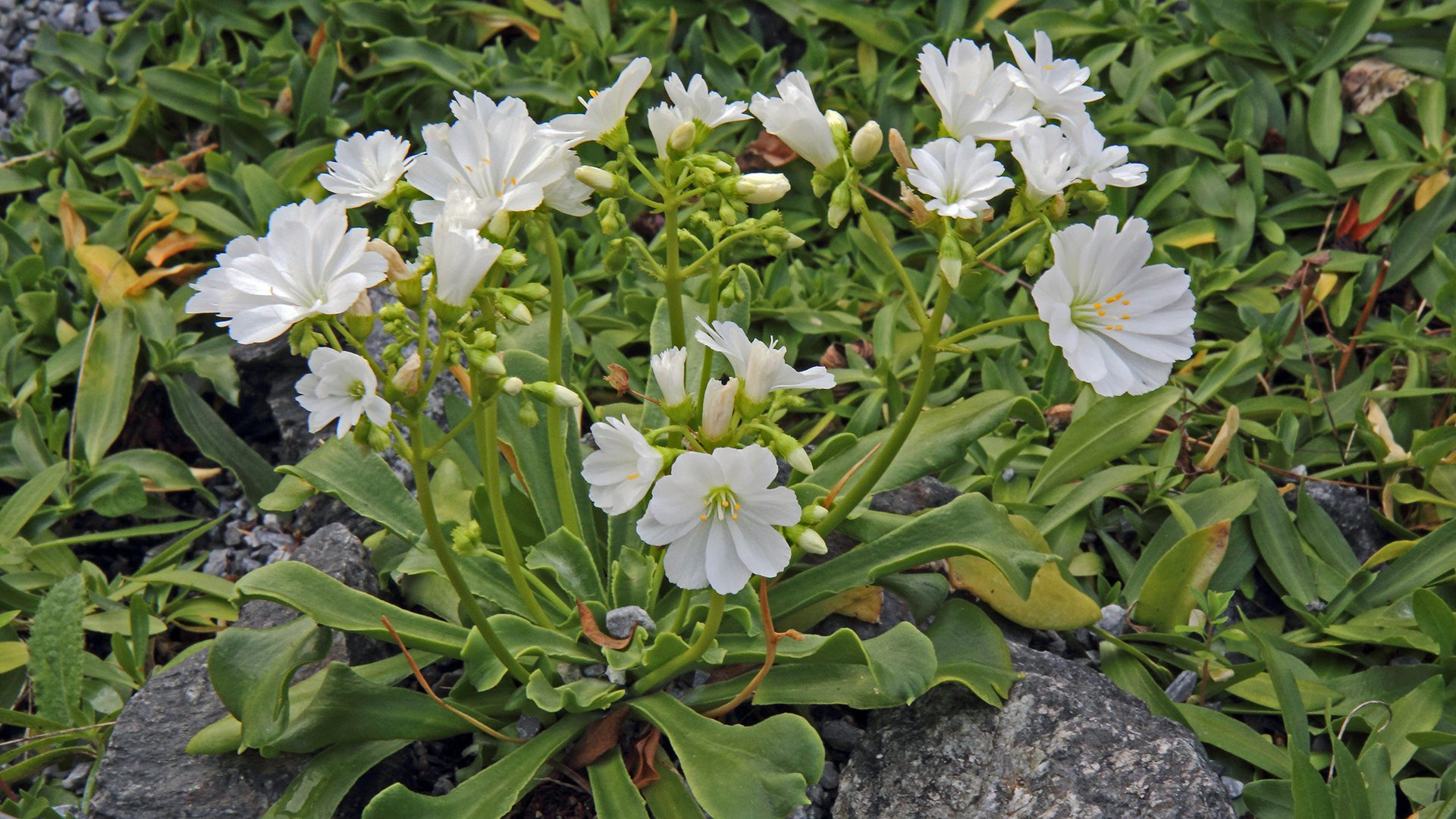 Bitterwurz,-Lewisia cotyledon hier schneeweiss und hier...