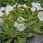 Bitterwurz,-Lewisia cotyledon hier schneeweiss und hier...