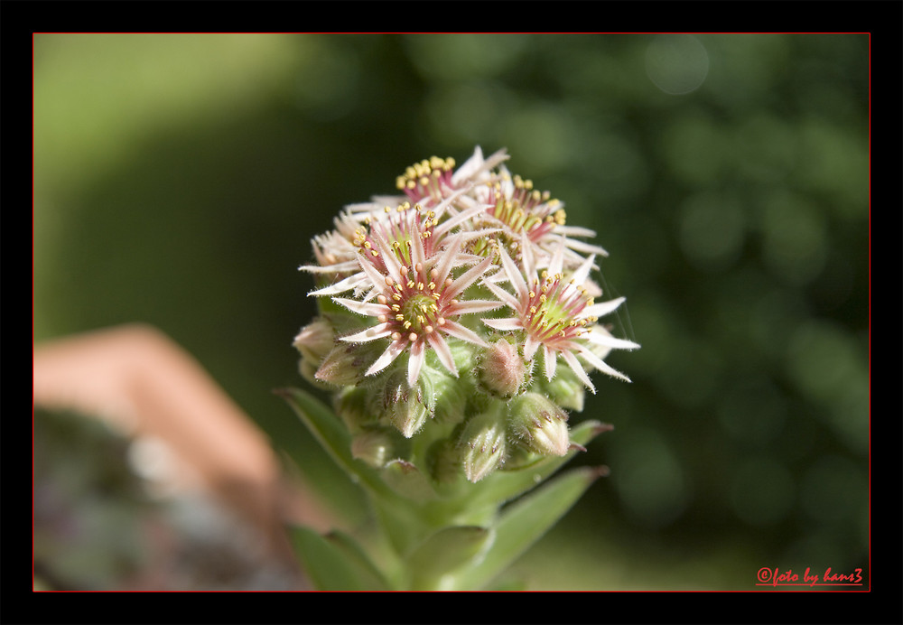 Bitterwurzblüte