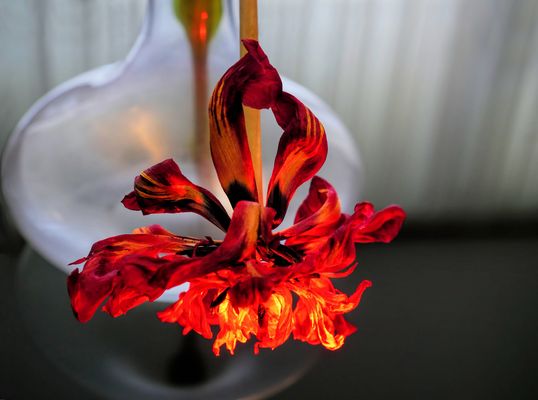 Bizarr im Rotlicht...