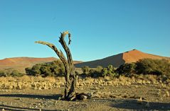 Bizarr im Sossusvlei