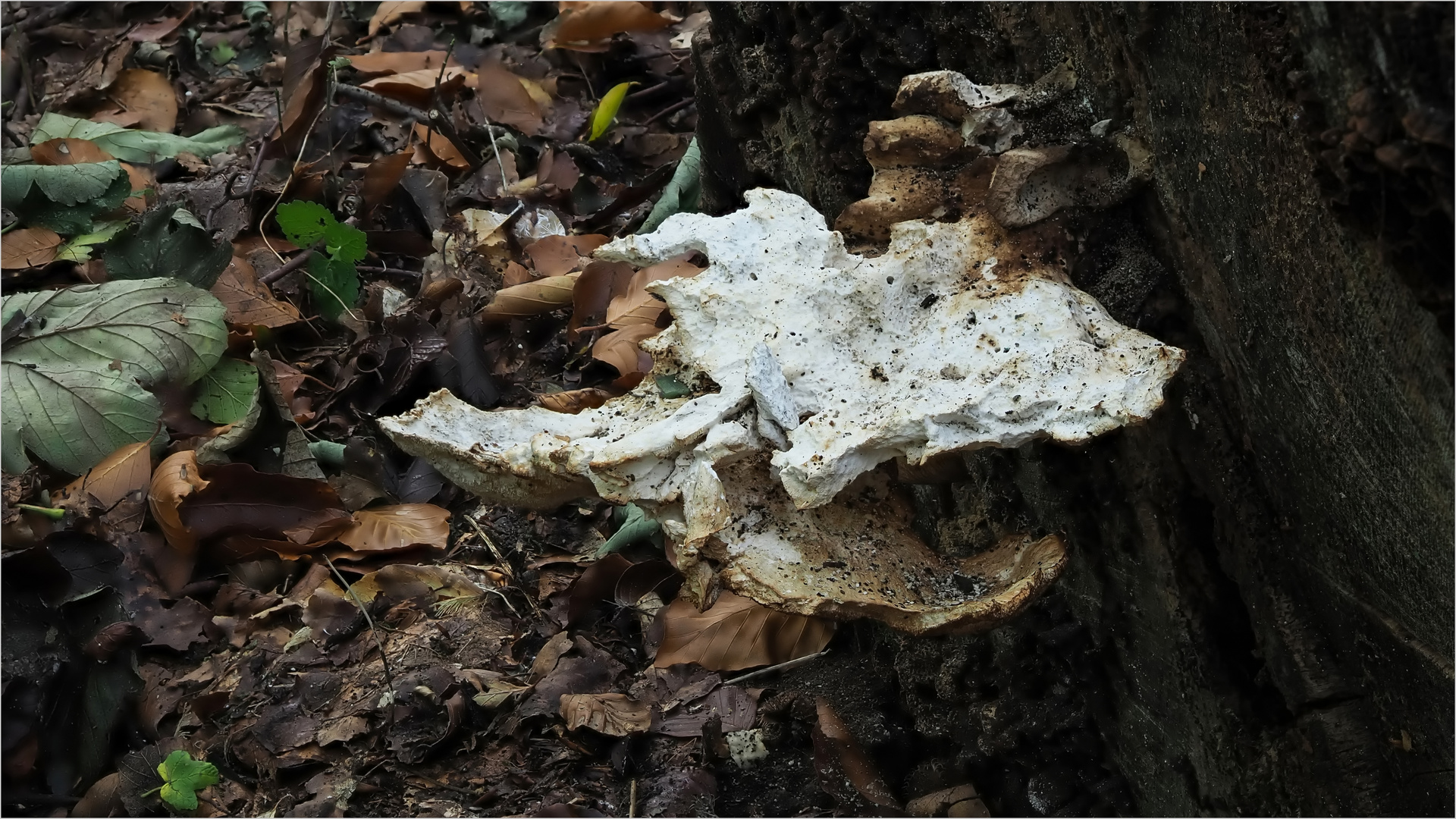 bizarre Auswüchse.. Foto & Bild pflanzen, pilze & flechten, pilze