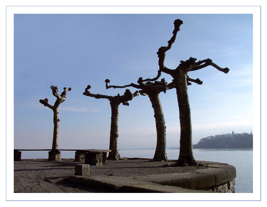 Bizarre Bäume am Wasser