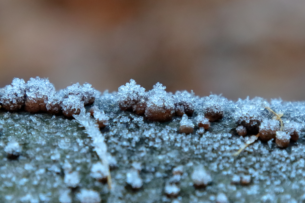 Bizarre Baumpilzchen mit Eiskristallen