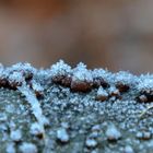 Bizarre Baumpilzchen mit Eiskristallen