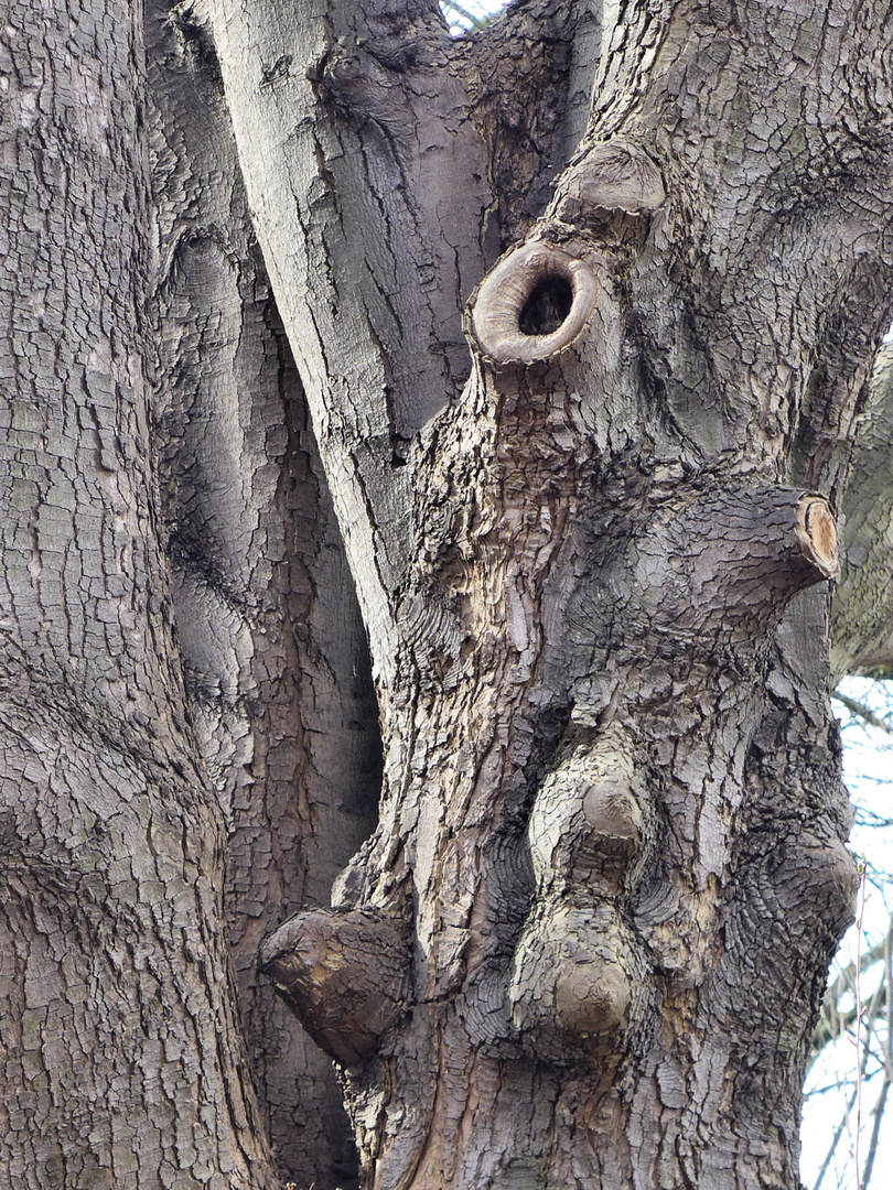 Bizarre Baumwelt