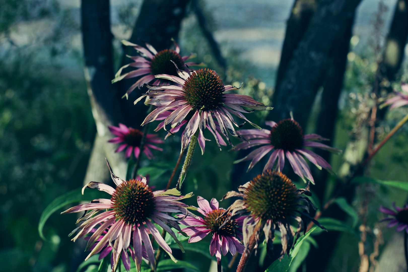 bizarre beautiful blossoms