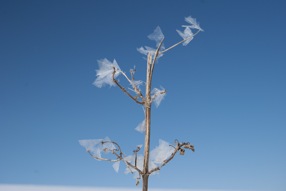 bizarre Blätter im Winter