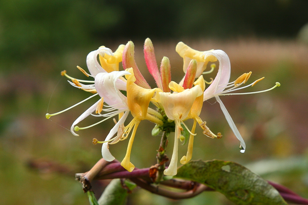 Bizarre Blüte