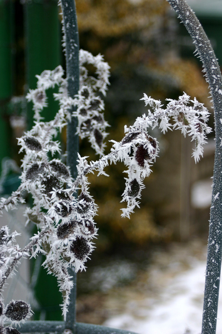 bizarre Eiskristalle als Schmuck