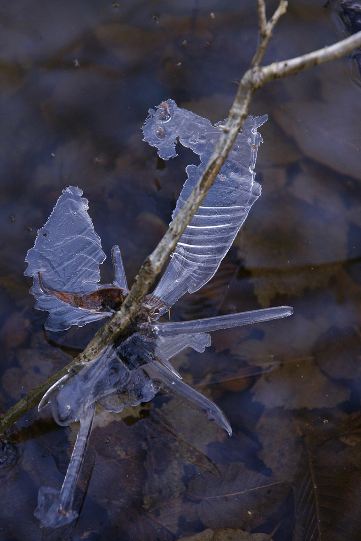 Bizarre Eiskristalle