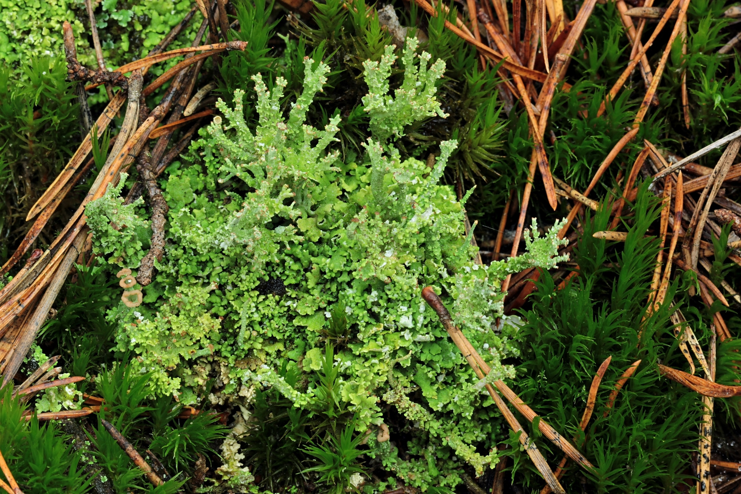 Bizarre Flechtengestalt: Ästige Becherflechte (Cladonia ramulosa)