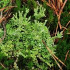 Bizarre Flechtengestalt: Ästige Becherflechte (Cladonia ramulosa)