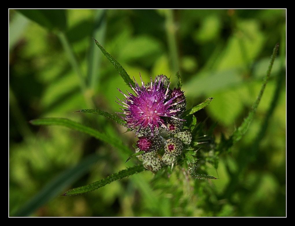 Bizarre Formen der Natur