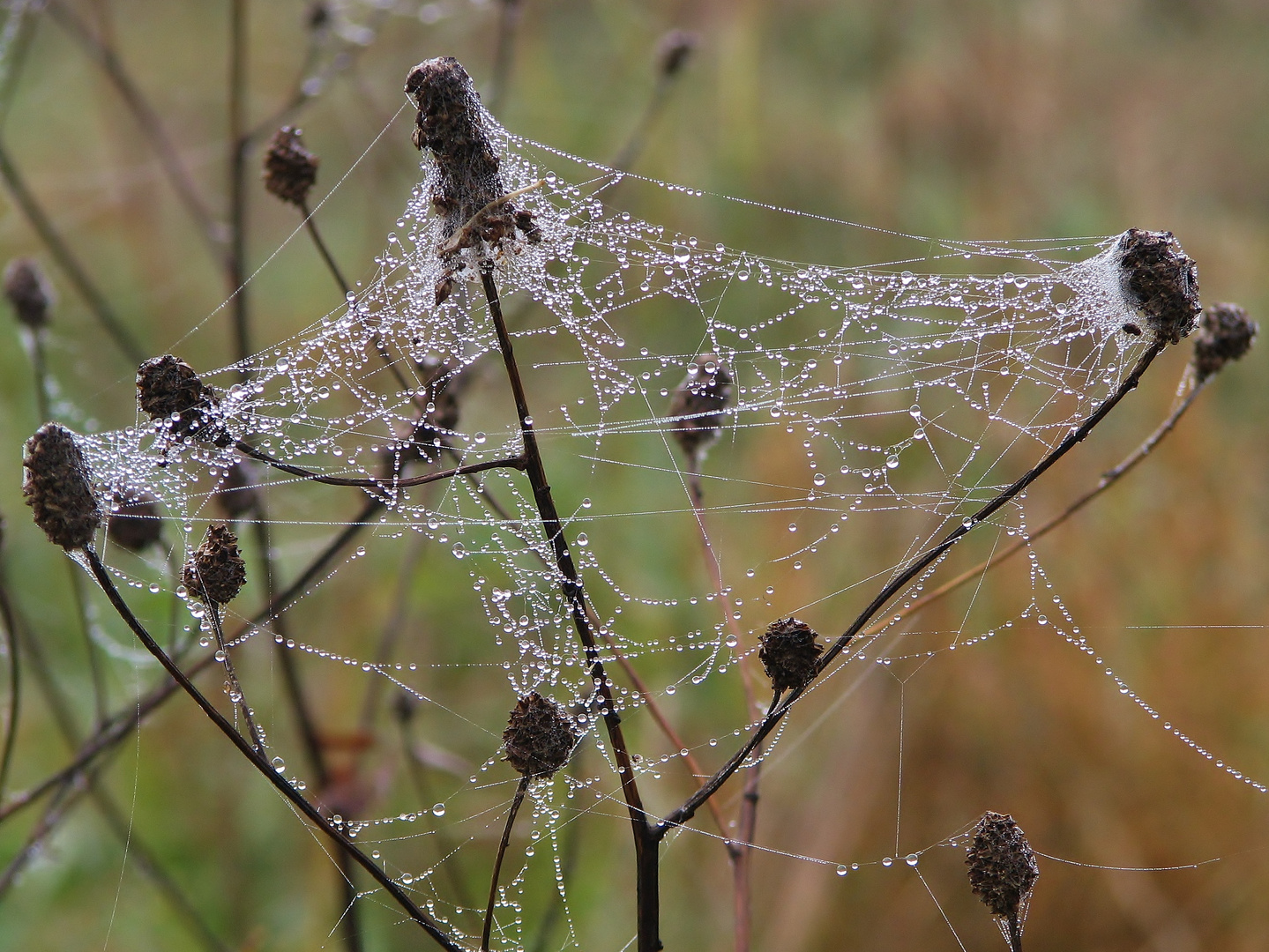 Bizarre Gebilde im Herbst