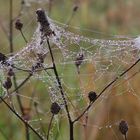 Bizarre Gebilde im Herbst