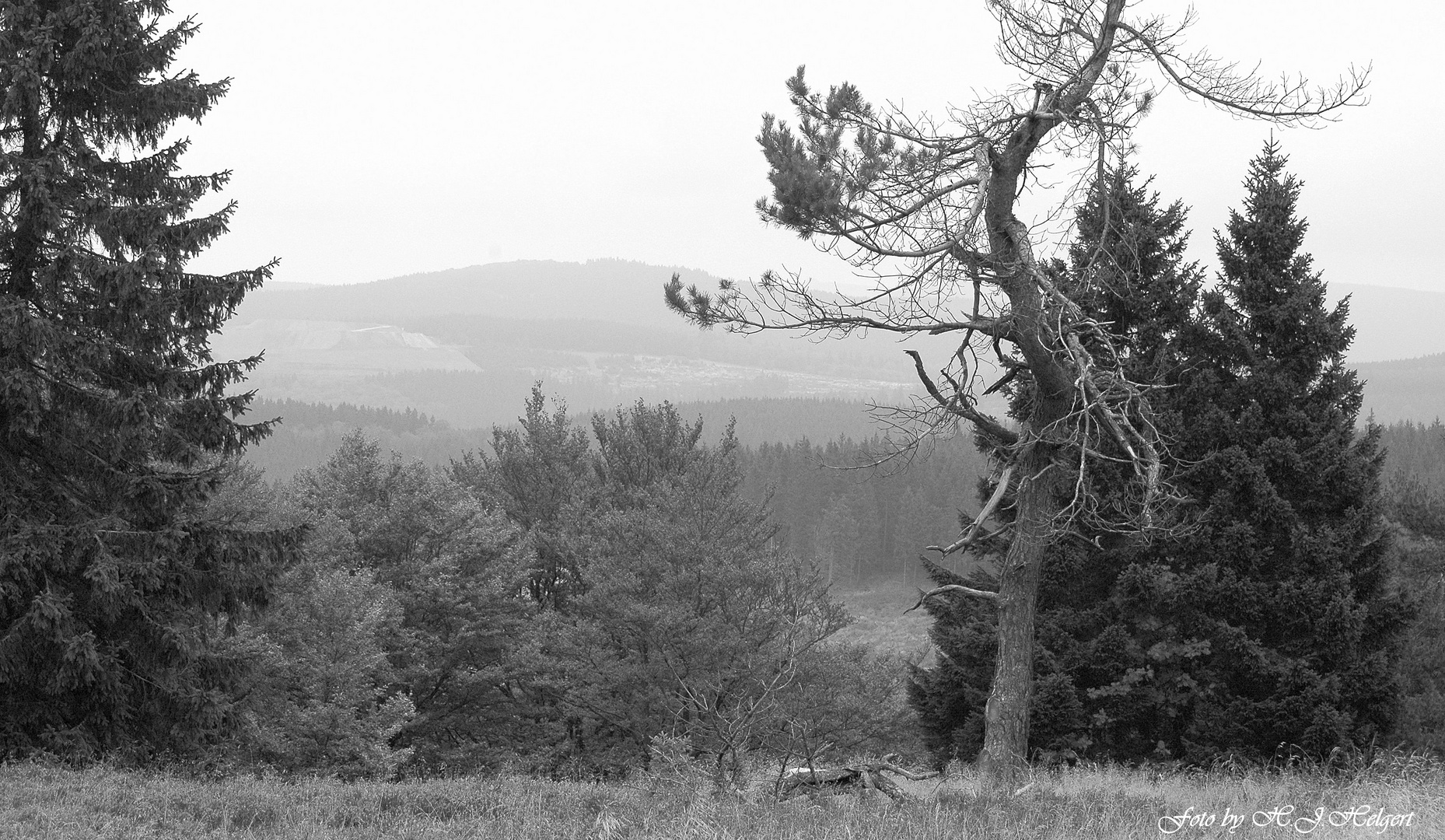 Bizarre Gebilde in der Hoch Heide