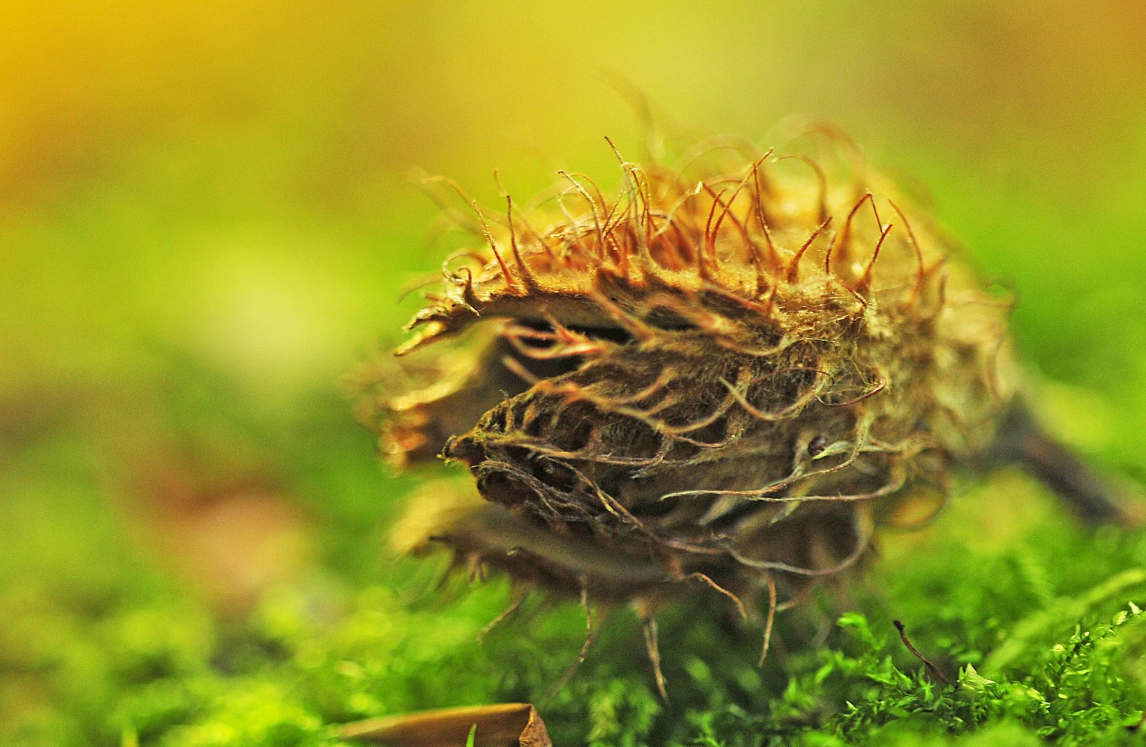 Bizarre Herbstformen