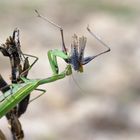 Bizarre Natur - Gottesanbeterin beim Fressen