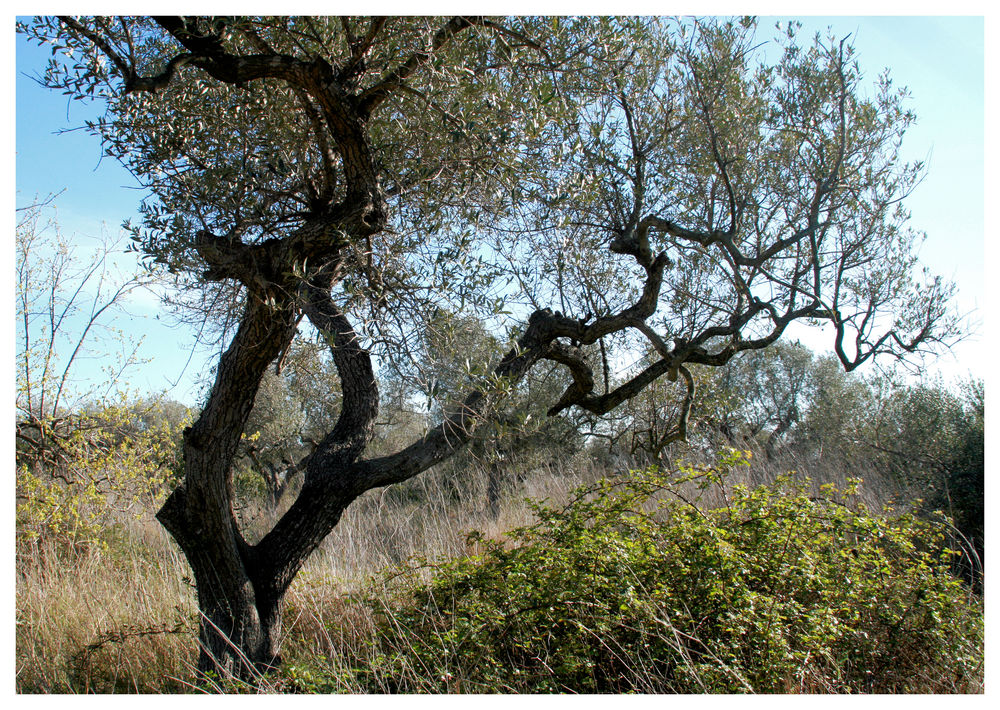 bizarre Olivenbäume....