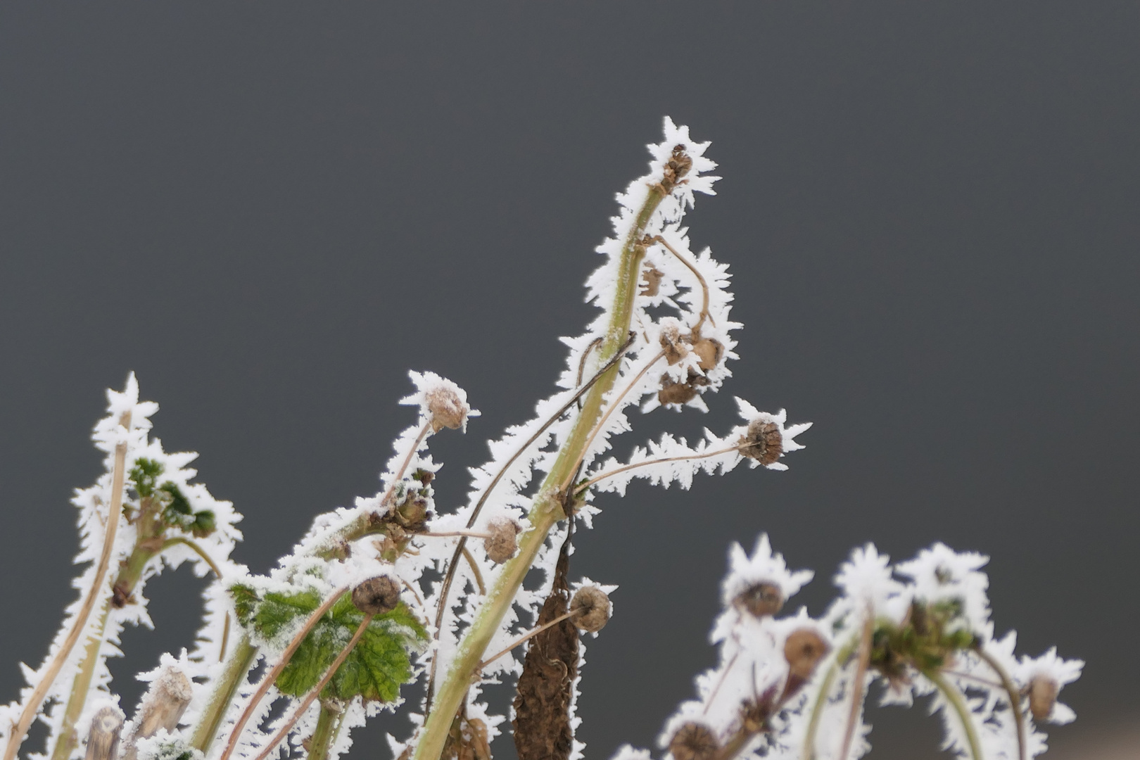 bizarre Pflanze mit Schnee