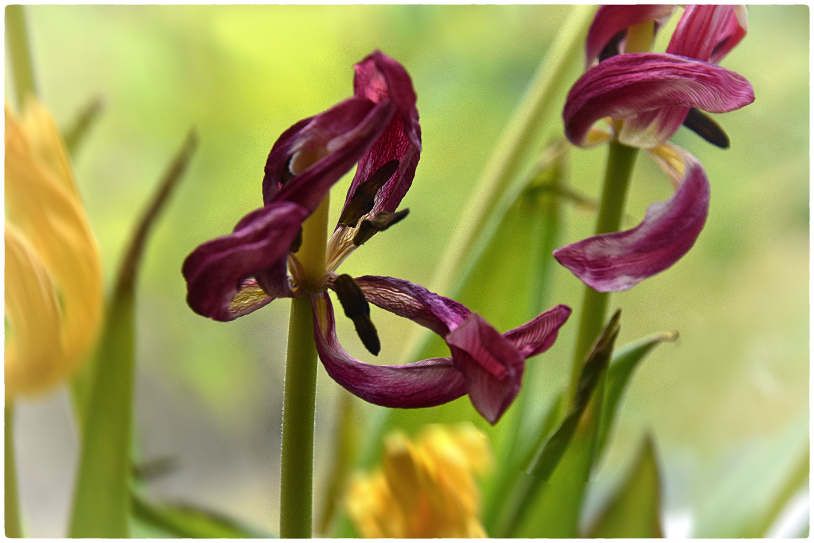 bizarre Tulpen