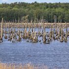 bizarre Vogellandschaft bei Usedom