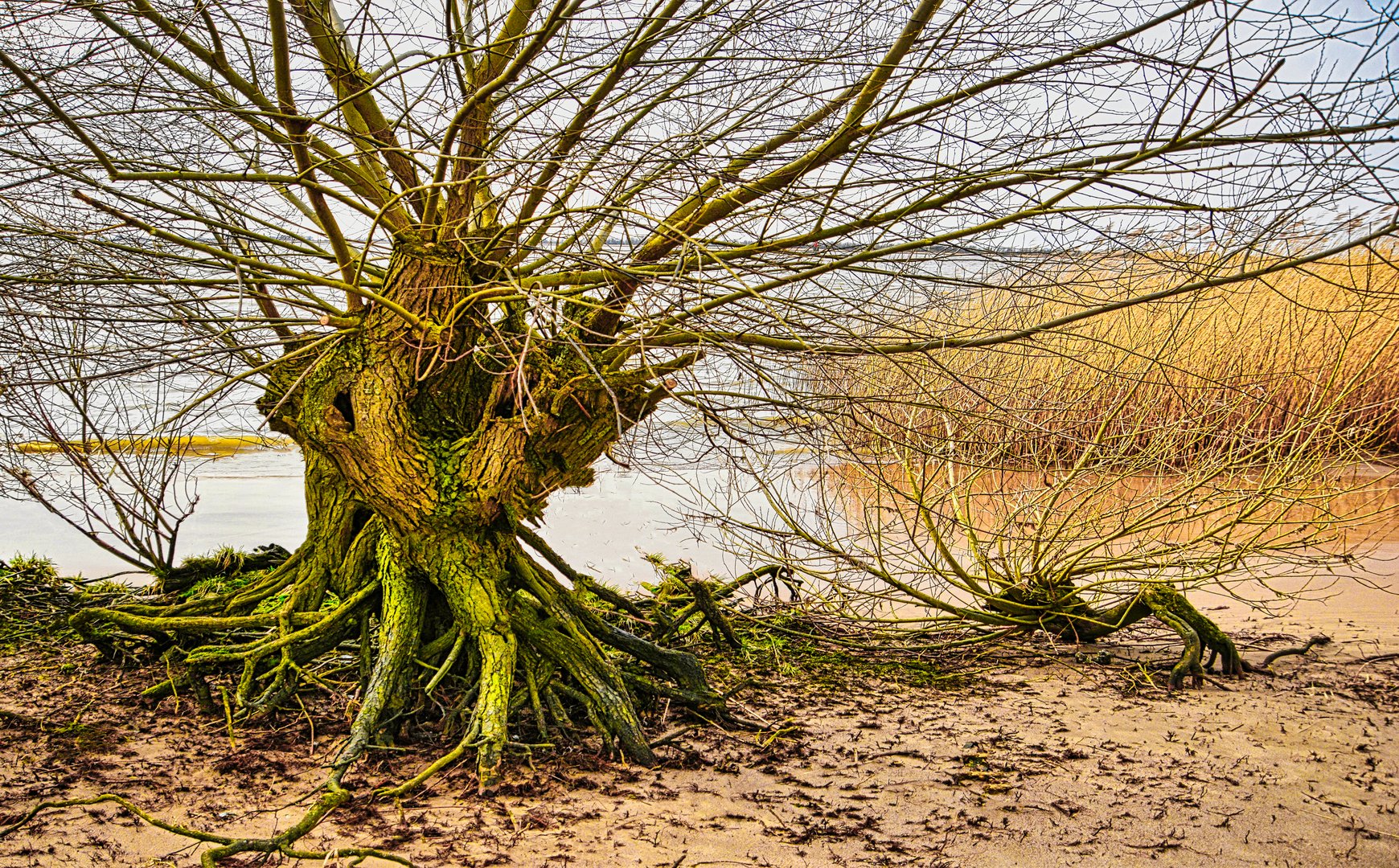 Bizarre Weiden am Ufer der Unterelbe