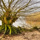 Bizarre Weiden am Ufer der Unterelbe