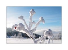 bizarre Winterimpression