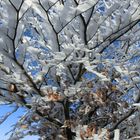 Bizarre Winterimpression im Taunus