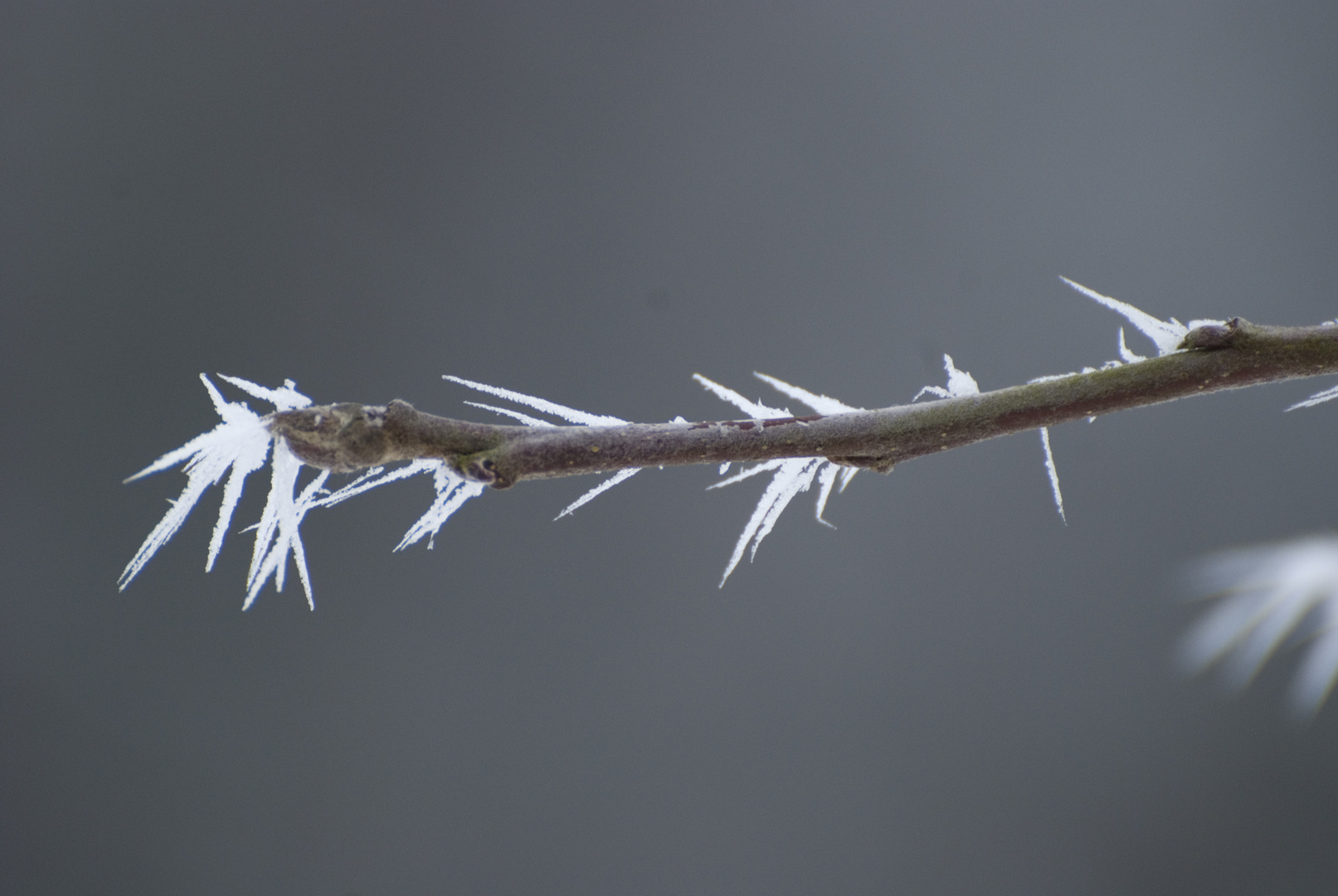 Bizarre Winterstarre