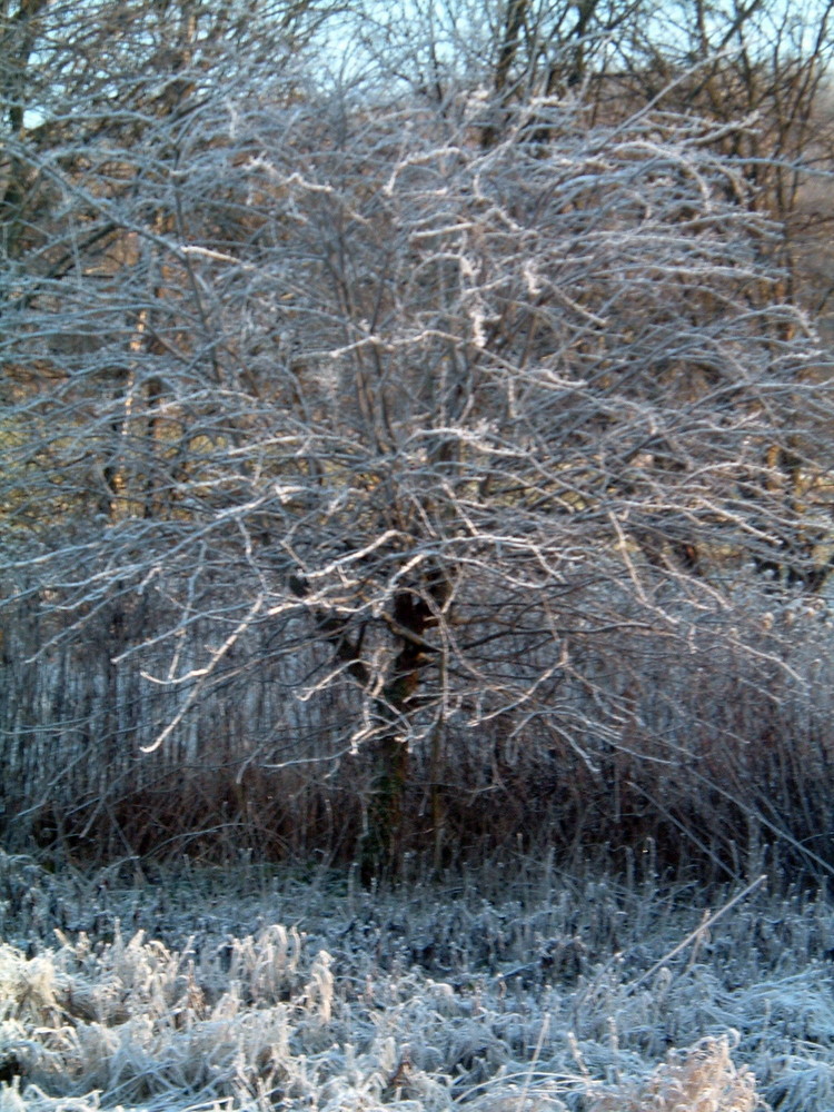 bizarre Winterwelt