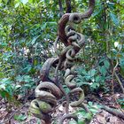 bizarrer Baum im Wald bei Saigon