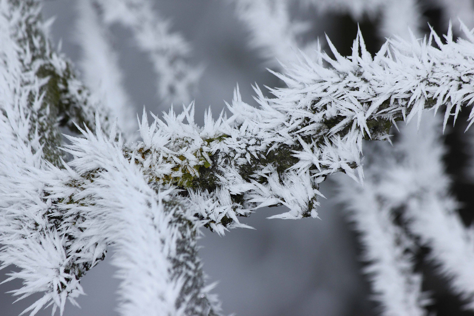 Bizarrer Frost