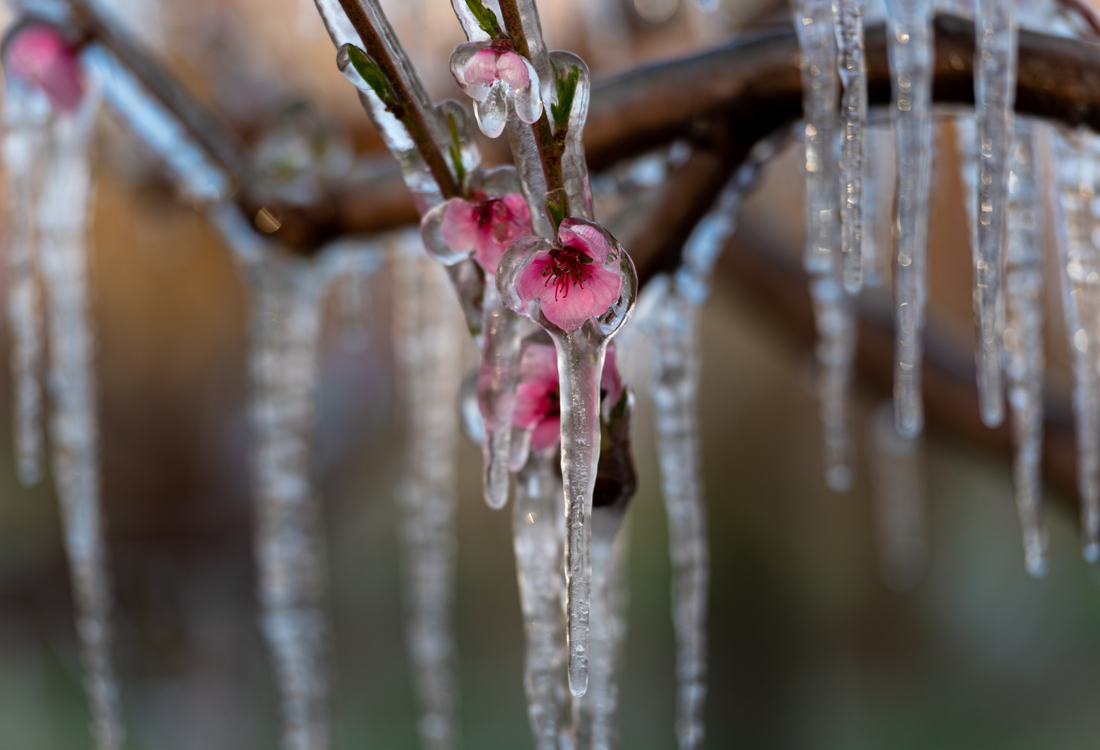 Bizarrer Frostschutz