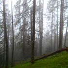 Bizarrer Wald