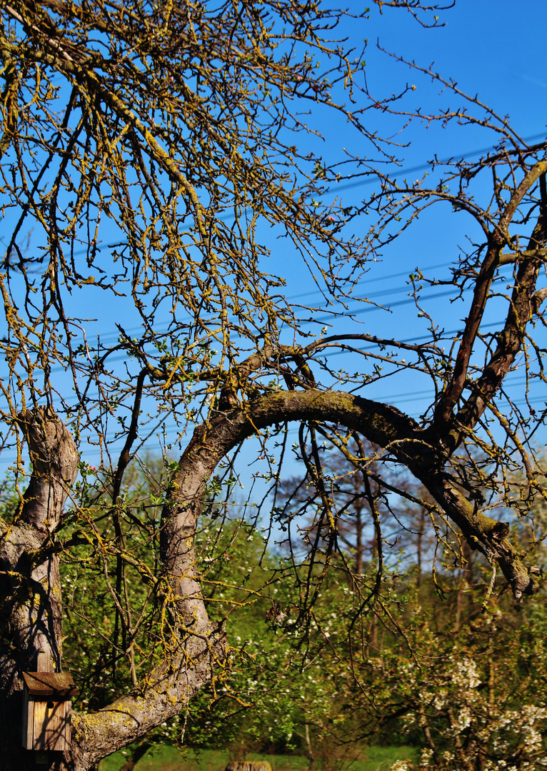 Bizarres Geäst vor blauem Himmel